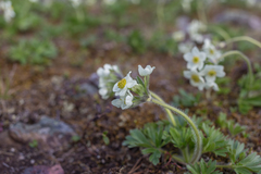 Anemonastrum biarmiense