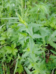Galium