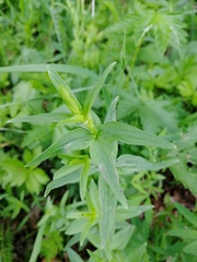 Galium