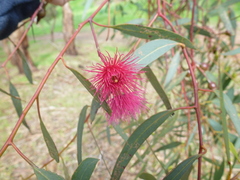 Eucalyptus leucoxylon leucoxylon