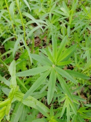 Trifolium lupinaster