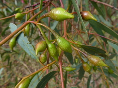Eucalyptus leucoxylon leucoxylon