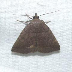 Zanclognatha obscuripennis