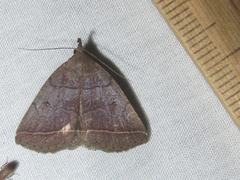 Zanclognatha obscuripennis