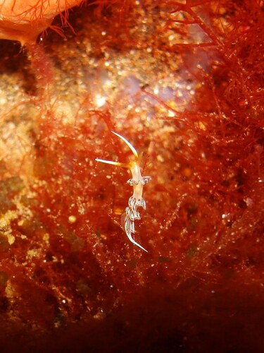 Scintilla observed 2026-10-08