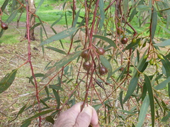 Eucalyptus leucoxylon leucoxylon