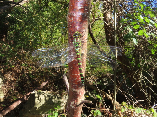 Southern Hawker
