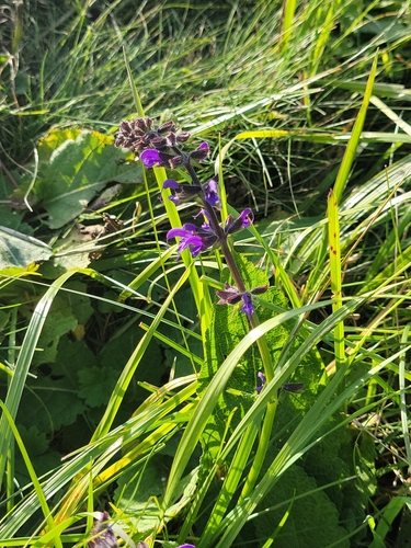 Meadow Sage
