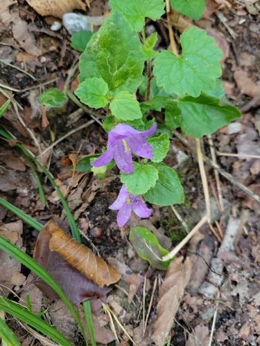Nettle-leaved Bellflower