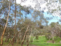 Eucalyptus leucoxylon leucoxylon