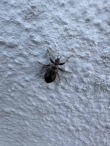Coranus griseus