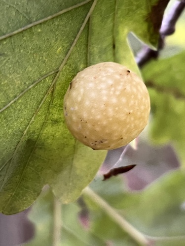 Cherry Gall Wasp
