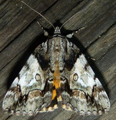 Catocala pretiosa
