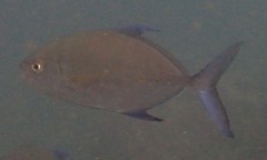 Ferdauia orthogrammus