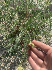 Astragalus racemosus