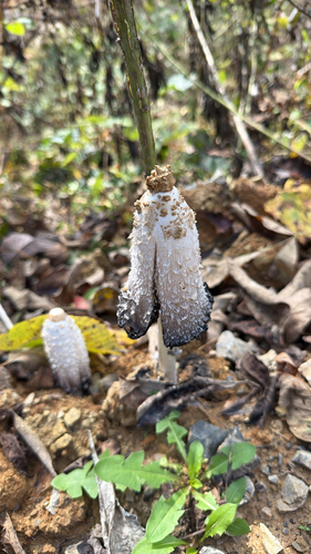 Shaggy Mane