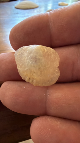 Anomia peruviana observed 2026-10-16