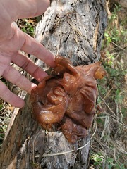 Helvella acetabulum