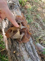 Helvella acetabulum