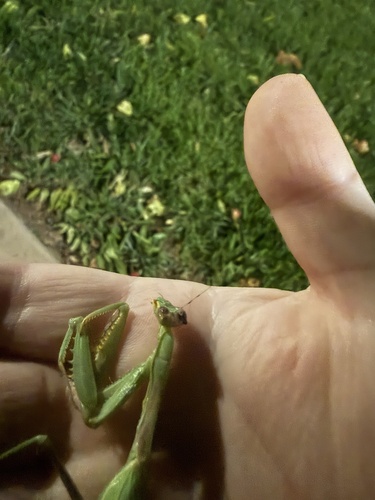 Arizona Mantis