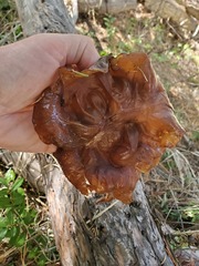 Helvella acetabulum