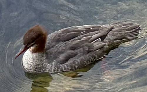 Common Merganser