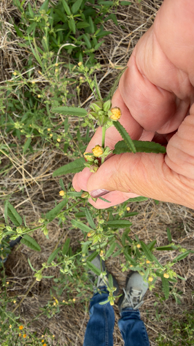 Sida spinosa observed 2026-10-16