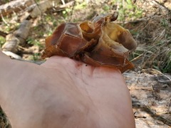 Helvella acetabulum