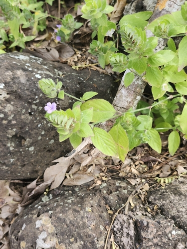 Ruellia blechum observed 2026-10-16