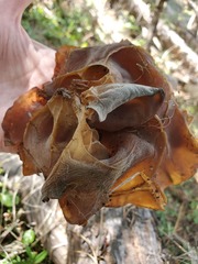 Helvella acetabulum