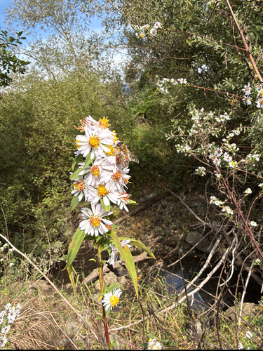 Western Honey Bee
