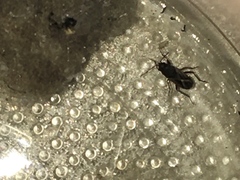 Malezonotus sodalicius