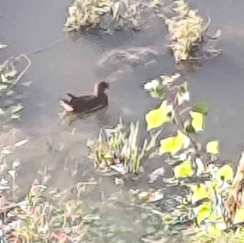 Eurasian Moorhen