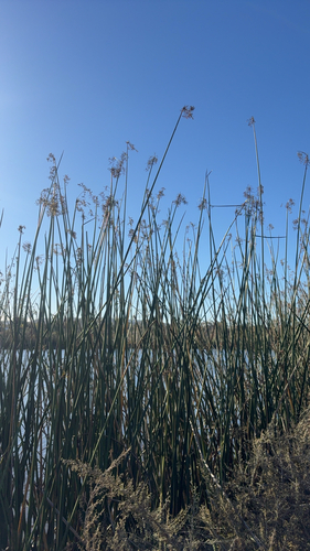 Schoenoplectus californicus observed 2026-10-16