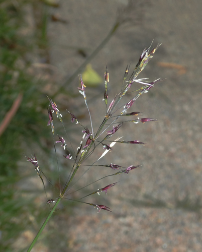 Chrysopogon aciculatus observed 2026-10-16
