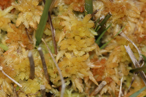 Sphagnum palustre observed 2026-10-12