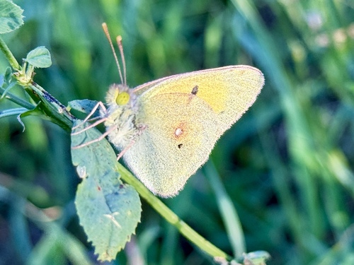Clouded Yellow
