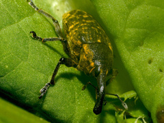 Larinus sturnus