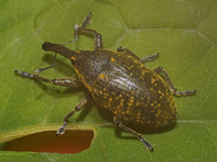 Larinus sturnus