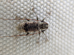 Leiopus femoratus