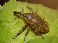 Larinus sturnus
