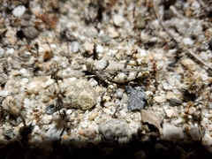 Cibolacris parviceps