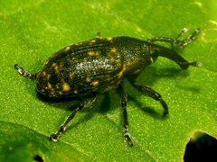 Larinus sturnus