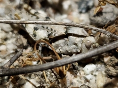 Cibolacris parviceps