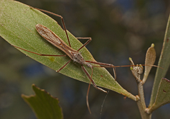 Australcmena lineativentris