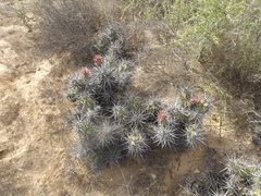 Corynopuntia invicta