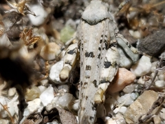 Cibolacris parviceps