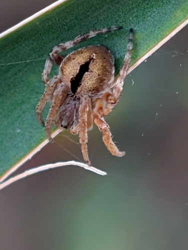 Gorse Orbweaver