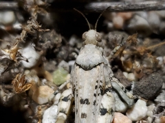 Cibolacris parviceps