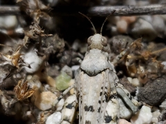 Cibolacris parviceps